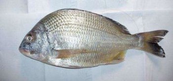 鯛魚是海魚還是淡水魚