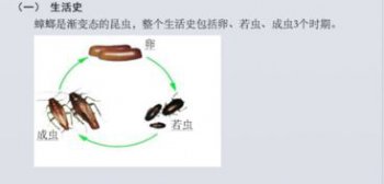 蟑螂卵是什么樣子的