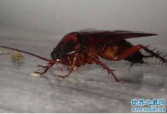 蟑螂卵是什么樣子的