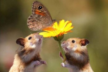 蚊子是動物嗎
