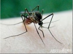 蚊子是動物嗎