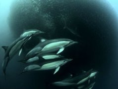 什么鯊魚是世界上最大的鯊魚