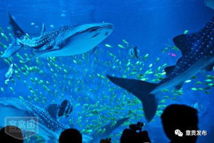 什么鯊魚是世界上最大的鯊魚