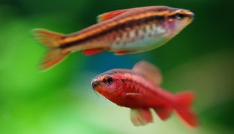 櫻桃燈魚是什么魚