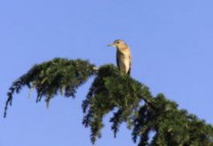 夜鷹鳥是幾級保護