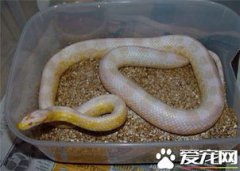 玉米蛇怎么養
