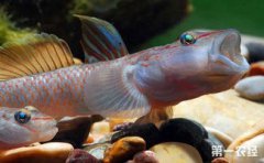 蝦虎魚壽命有多長