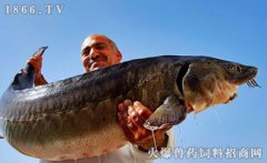 鱘魚是什么魚