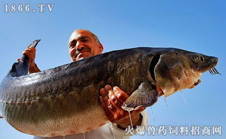 鱘魚是什么魚