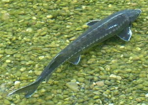 鱘魚是淡水魚還是海魚