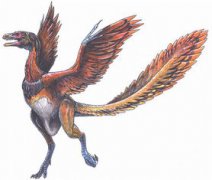 始祖鳥是什么鳥