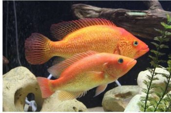 紅老虎魚怎么養