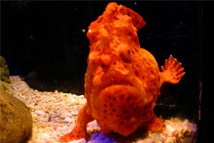 安康魚有毒嗎