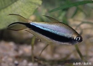 帝王燈魚欺負別的魚嗎