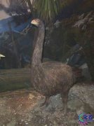 恐鳥滅絕原因是什么