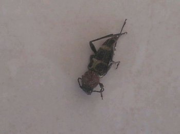家里有毒蟲怎么辦