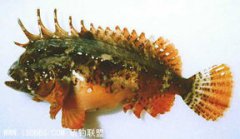 老虎魚有毒嗎