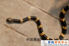 金環蛇和銀環蛇哪個毒