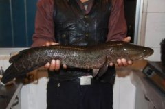 黑魚怎么釣