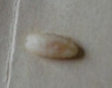 中國有膚蠅嗎