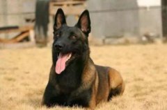 土佐犬適合家養嗎