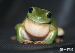 樹蛙和青蛙有什么不同
