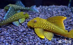 清道夫是什么魚