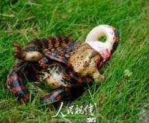 赤練蛇多長