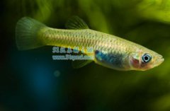 食蚊魚和孔雀魚有什么不同