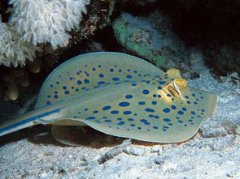 鰩魚有毒嗎