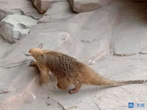 食蟻獸代表什么動物