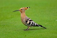 戴勝鳥怎么養