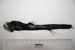 毒蛇魚有毒嗎