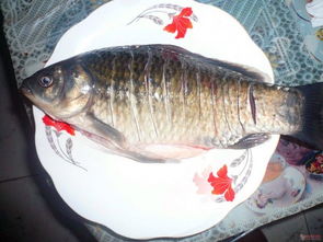 鰲魚是什么魚