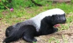 蜜獾為什么很難被毒死