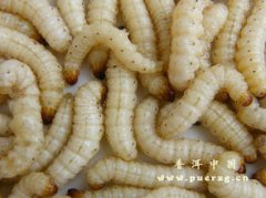 竹蟲有毒嗎