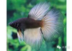 什么觀賞魚好養耐活