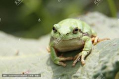 樹蛙是青蛙嗎