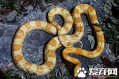 玉米蛇哪里有賣的