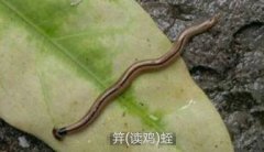 笄蛭渦蟲有毒嗎