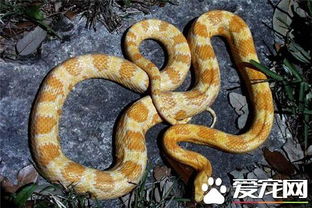 玉米蛇哪里有賣的