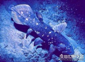腔棘魚還存在嗎