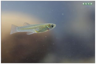 食蚊魚能長多大