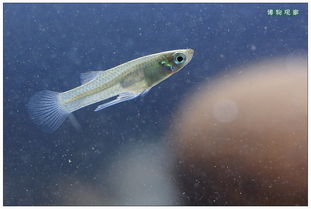 食蚊魚能長多大