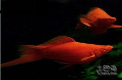 紅劍魚哪個品種好