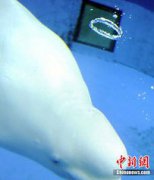 白鯨怎么呼吸