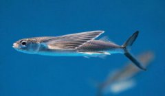 飛魚是什么魚