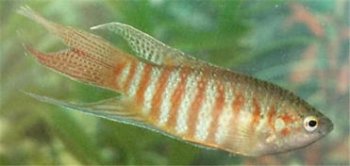 菩薩魚吃什么