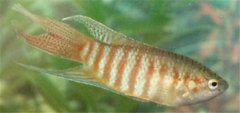 菩薩魚吃什么