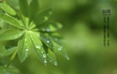 谷雨是什么季節
